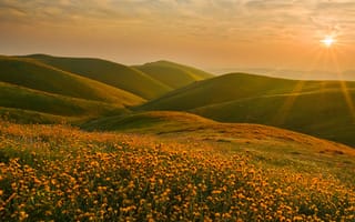 Картинка закат, солнце, Калифорния, Сьерра-Невада, холмы, пейзаж, цветы