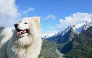 Картинка горы, собака, небо