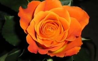 Картинка Оранжевая роза