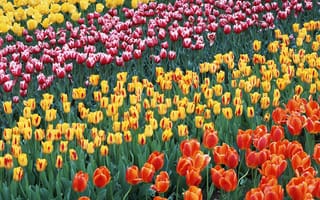 Картинка Многообразие тюльпанов