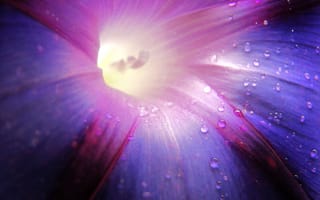 Картинка Цветок петунии в росе