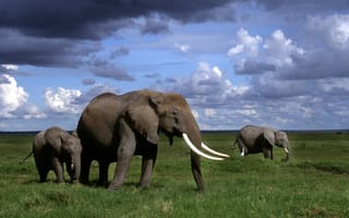 Картинка Африканские слоны, Кения