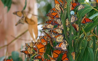 Картинка Бабочки Данаида монарх