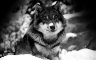 Картинка Снег на носу у волка