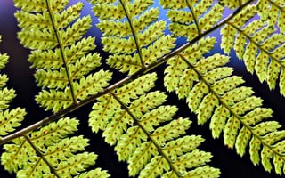 Картинка Вайя - листоподобный орган папоротников