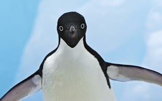 Обои Пингвин Адели, Антарктика