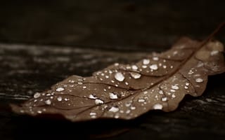 Картинка Капли дождя на сухом листе