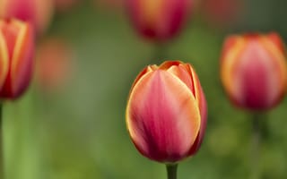 Обои Размытые тюльпаны