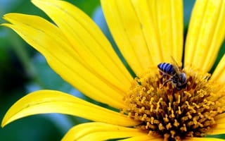 Картинка Пчела на цветке, колумбия