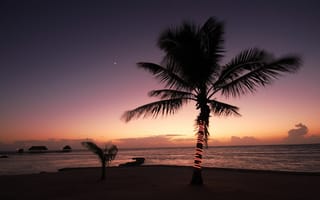 Картинка Новый год под пальмой в тропиках