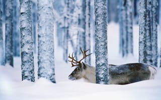 Картинка Олень в лесах Швеции