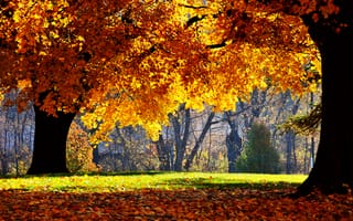Картинка Осенняя листва