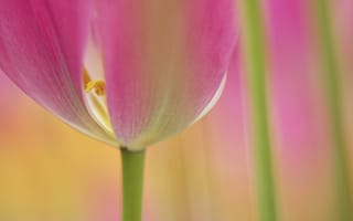 Картинка Цветущий тюльпан