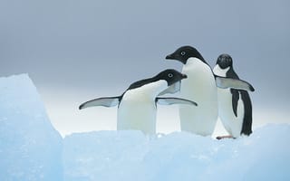 Картинка Пингвины машут крыльями