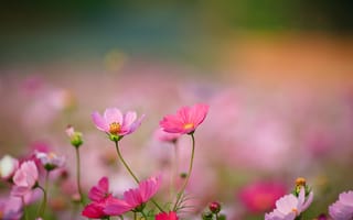 Картинка Розовые полевые цветы (космея)