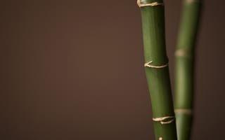 Картинка Палочки Бамбука