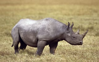 Картинка Большой носорог