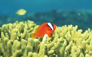 Картинка Коралловые рифы изобилующие тропическими рыбами, Окинава, Япония