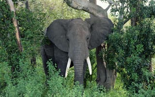 Картинка Африканский слон