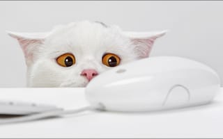 Картинка Кот подглядывает за компьютерной мышкой