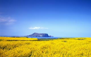 Картинка Жёлтое поле и голубое небо
