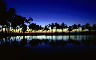 Картинка Силуэт пальм, Гавайи