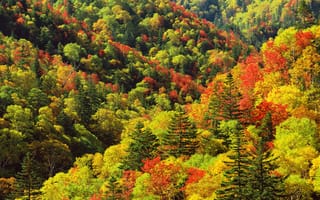 Картинка Осенняя листва в японском лесу