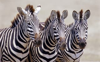 Картинка Три зебры