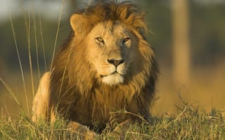 Картинка Африканский лев, Масаи-Мара, Кения