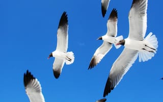 Картинка Красивые чайки в голубом небе