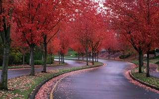 Картинка Осенние деревья у дороги