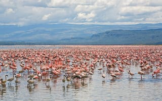 Картинка Фламинго в нац. парке Накуру, Кения