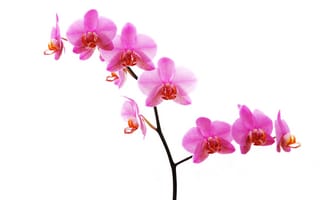 Картинка Орхидея на белом фоне
