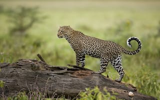 Картинка Леопард у озера Накуру, рифтовая долина, Кения