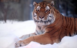Картинка Тигр лежит на снегу