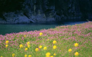 Картинка Первоцветы