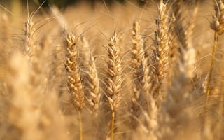 Картинка Пшеничное поле