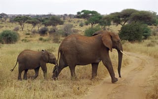 Обои Саванные слоны переходят дорогу в Серенгети, Танзания