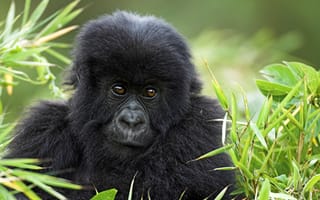 Картинка Маленькая горилла