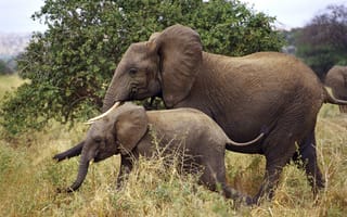 Картинка Слонёнок бок о бок с мамой