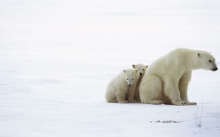 Картинка Семья полярных медведей