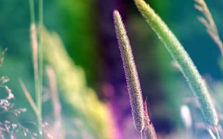 Картинка Колоски травы
