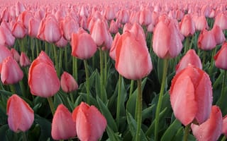 Картинка Роса на розовых тюльпанах