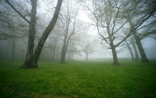 Картинка Густой туман в парке