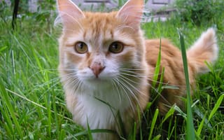 Картинка Рыжий кот в траве