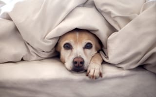 Картинка Собака под одеялом