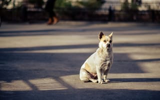 Картинка Одинокая собака на дороге