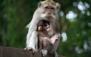 Картинка Мать и детеныш обезьяны