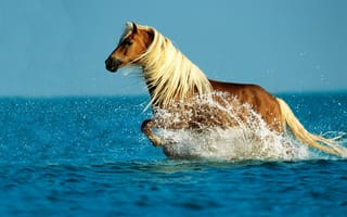 Картинка Конь, бегущий по воде