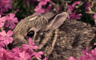 Картинка Американский кролик в розовых цветах